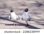 The black-headed gulls (Chroicocephalus ridibundus) dancing on the park trail. Springtime.