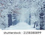 Beautiful winter alley with trees in the city park, snow-covered tree branches in an arch, the foreground is blurred due to snow dust, winter, cloudy, fog