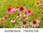 Small photo of Close up of summer flowering pink coneflower, (Echinacea Marvels Deep Pink Pizazz).