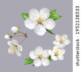 spring flowers  blossom  white... | Shutterstock .eps vector #1952138533