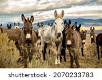A Variety Of Colorful Donkeys...