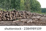 Small photo of forest green area autumn timber piles of trees cut trees billet old trees wood wet forest sakarya, turkey 09.10.23