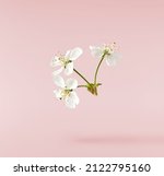 Small photo of A beautiful image of sping white cherry flowers flying in the air on the pastel pink background. Levitation conception. Hugh resolution image