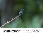 The Swallow Tailed Hummingbird...