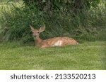Young Fawn Lying Down In The...