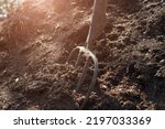 Small photo of Gardener pitchfork stuck in the ground in the garden