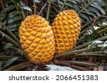 Orange Cones Of A Modjadji Palm ...