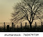 vineyards with tree in sunset | Shutterstock . vector #760479739