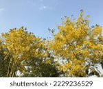 Small photo of Beautiful of cassia tree, golden shower tree. Yellow Cassia fistula flowers on a tree in spring. Cassia fistula, known as the golden rain tree or shower