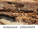 Termites are eating the wood of ...