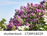 Spring Lilac Tree In Garden On...