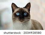 Siamese Cat With Blue Eyes 