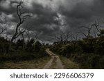 Gravel road surround by dead eucalyptus trees in Great Otway National Park in Australia