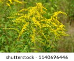 Small photo of Close up of the blooming yellow inflorescence of Solidago canadensis, known as Canada goldenrod or Canadian goldenrod. Poland, Europe