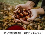 chestnuts. chestnut harvest. Autumn color