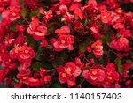 Beautiful Of Red Begonia In The ...