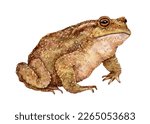 Watercolor Common toad or European toad (Bufo bufo). Hand drawn frog illustration isolated on white background.