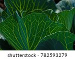 growing cabbage farm field  ... | Shutterstock . vector #782593279