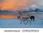 Reindeer in Northern Norway in winter with beautiful and colourful background 