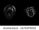 Small photo of Lion and Tiger growling opposite each other, open an embittered mouth, canines