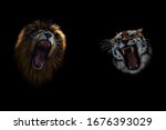 Small photo of Lion and Tiger growling opposite each other, open an embittered mouth, canines