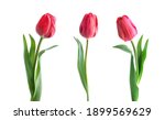 Red Tulip Flower Isolated On...