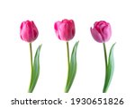 Pink Tulip Flower Isolated On...