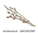 Willow Twigs Isolated On White...