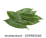 Fresh bay leaves isolated, without shadow