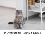 A Scottish Fold Shorthair cat sits on a parquet floor. Behind her is a shelf and a lamp. Also, board games.