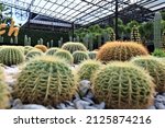 Background Image Of Cactus...