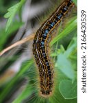 Small photo of Caterpillar of a moth called the ground lackey (latin name: Malacosoma castrensis) in the National park Tara in western Serbia