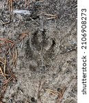 Small photo of Wild animal pawprint in the gray sand, wolf, dog