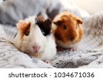 Two Guinea Pigs On The Woolen...