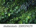 Variety of artificial plant in...
