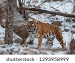 Tiger In Colorado Springs Zoo
