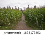 The Entrance To A Corn Maze In...