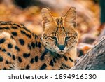 A Young Serval  Leptailurus...