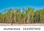 Sundari Mangrove Trees ...