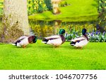 Three Duck In Row On Grass