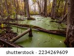 A Swamp With A Quagmire In The...