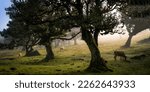 Small photo of Cows graze in the morning fog. Cow herd grazing on meadow pasture. Cow farm scene. Cows graze in morning
