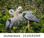 Two Great Blue Herons interacting with each other at the Venice Audubon Bird Rookery in Venice Florida USA