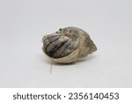 Small photo of A hermit crab lies on its back, shrunken in its shell. Close-up on a white background