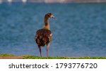 Egyptian Goose At Lake Shore  
