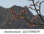 Small photo of Russia. Northeast Caucasus, Republic of Dagestan. Close-up of flowers on a branch of a peach tree in the garden of a mountain village against the background of the inaccessible Caucasus Mountains.