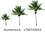 Group Of Coconut Trees Isolated ...