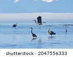 Two Great Blue Herons Land As...