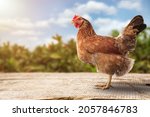 Brown hens posing, Laying hens farmers concept.