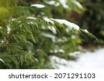 Snow Covering An Evergreen...